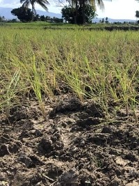 Le secteur agricole frappé par la sécheresse et l’insécurité dans l’Artibonite